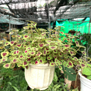 Chậu treo lá gấm nhung đỏ viền xanh