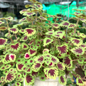 Chậu treo lá gấm nhung đỏ viền xanh