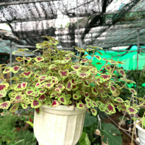 Chậu treo lá gấm nhung đỏ viền xanh