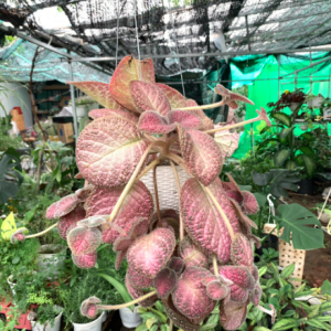 Châu treo cây lá gấm nhung lá nâu giống mới