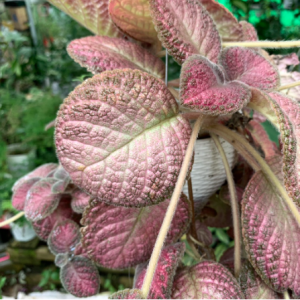 Châu treo cây lá gấm nhung lá nâu giống mới