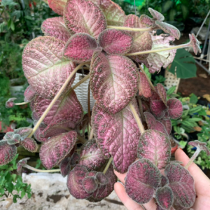 Châu treo cây lá gấm nhung lá nâu giống mới