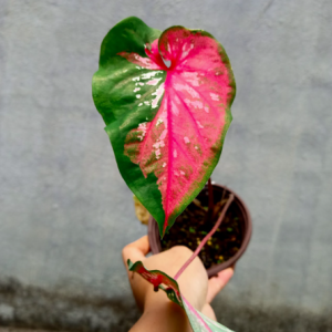 [Kiểng lá] Môn Doble kara