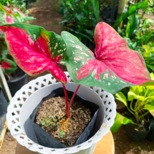 [Kiểng lá] Môn Doble kara