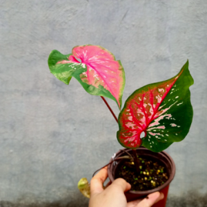 [Kiểng lá] Môn Doble kara