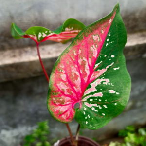 [Kiểng lá] Môn Doble kara