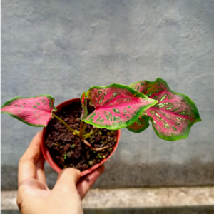 [Kiểng lá] - Môn Lancer