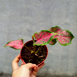 [Kiểng lá] - Môn Lancer