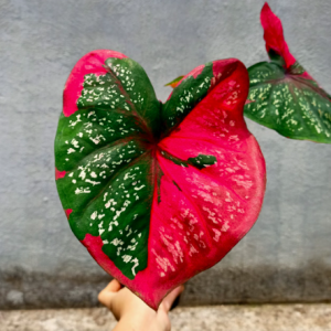 [Kiểng lá] Môn Baret hình trái tim - Caladium Red Baret