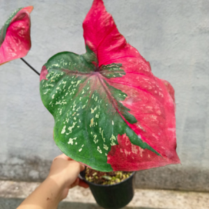 [Kiểng lá] Môn Baret hình trái tim - Caladium Red Baret