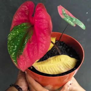 [Kiểng lá] Môn Baret hình trái tim - Caladium Red Baret