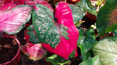 screen-shot-2022-08-24-at-9-39-10-pm-1