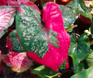 [Kiểng lá] Môn Baret hình trái tim - Caladium Red Baret