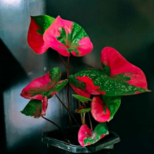 [Kiểng lá] Môn Baret hình trái tim - Caladium Red Baret