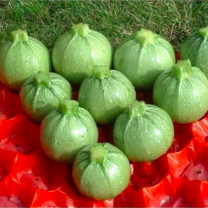 Gói 4 hạt giống bí ngòi banh xanh sáng F1