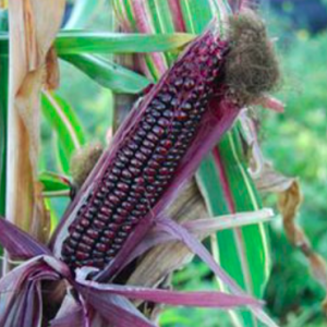 Gói 5 hạt giống bắp cảnh lá sọc var trồng chậu