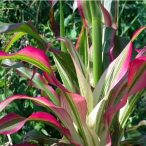 Gói 5 hạt giống bắp cảnh lá sọc var trồng chậu