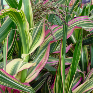 Gói 5 hạt giống bắp cảnh lá sọc var trồng chậu