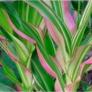 Gói 5 hạt giống bắp cảnh lá sọc var trồng chậu