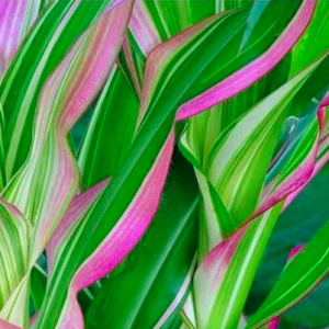 Gói 5 hạt giống bắp cảnh lá sọc var trồng chậu