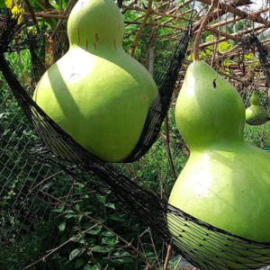 Gói 5 hạt giống bầu hồ lô khổng lồ