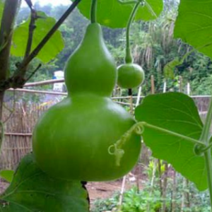 Gói 5 hạt giống bầu hồ lô khổng lồ