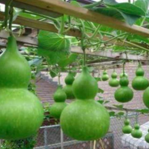 Gói 5 hạt giống bầu hồ lô khổng lồ