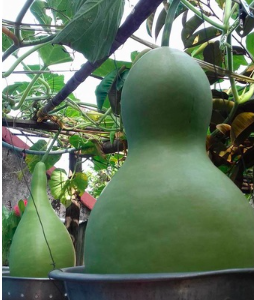 Gói 5 hạt giống bầu hồ lô khổng lồ