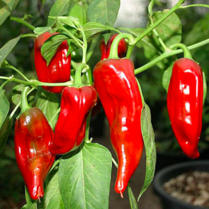 Gói 50 hạt giống ớt ngọt sừng đỏ 20cm