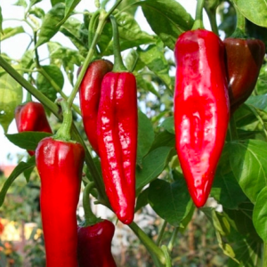Gói 50 hạt giống ớt ngọt sừng đỏ 20cm