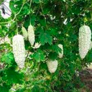 Gói 5 hạt giống mướp đắng khổ qua trắng