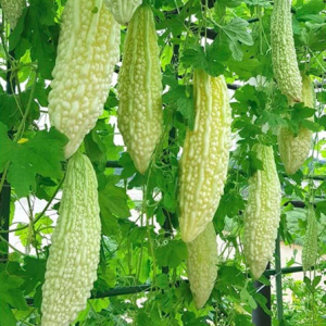 Gói 5 hạt giống mướp đắng khổ qua trắng