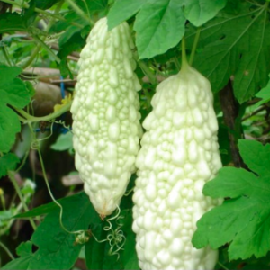 Gói 5 hạt giống mướp đắng khổ qua trắng