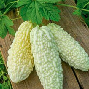 Gói 5 hạt giống mướp đắng khổ qua trắng