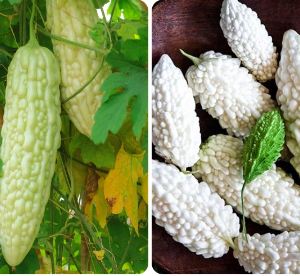 Gói 5 hạt giống mướp đắng khổ qua trắng