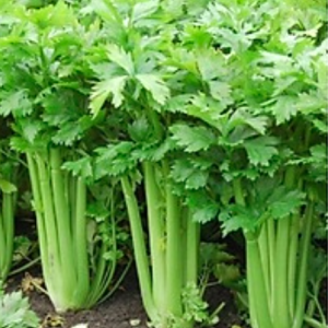 Gói 0.5gr hạt giống Cần Tây Mỹ Utah cho cây ngọt, cao 75cm