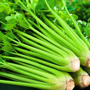 Gói 0.5gr hạt giống Cần Tây Mỹ Utah cho cây ngọt, cao 75cm