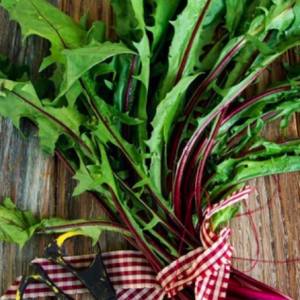 Gói 300 hạt giống cải bó xôi bồ công anh đỏ cọng