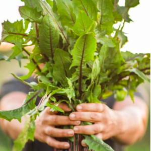 Gói 300 hạt giống cải bó xôi bồ công anh đỏ cọng