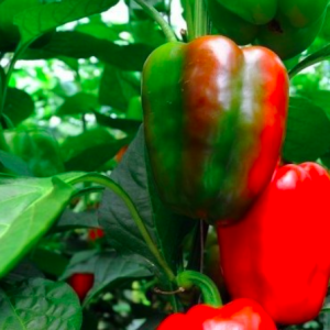 Gói 1gr hạt giống ớt ngọt chịu nhiệt lùn dày Wonder