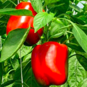 Gói 1gr hạt giống ớt ngọt chịu nhiệt lùn dày Wonder