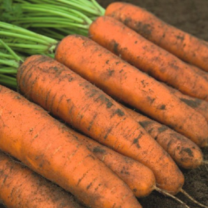 Gói 300 hạt giống cà rốt chịu nhiệt F1 TG225