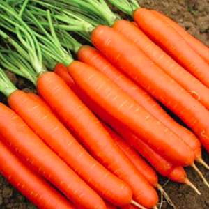 Gói 300 hạt giống cà rốt chịu nhiệt F1 TG225