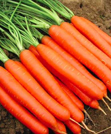 Gói 300 hạt giống cà rốt chịu nhiệt F1 TG225