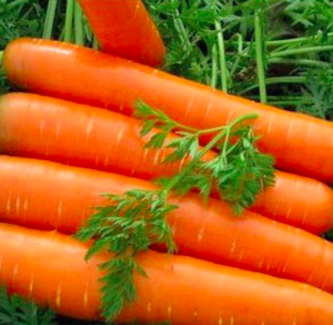 Gói 300 hạt giống cà rốt chịu nhiệt F1 TG225