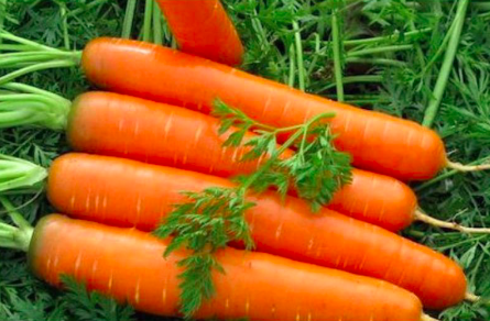 Gói 300 hạt giống cà rốt chịu nhiệt F1 TG225
