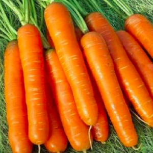 Gói 300 hạt giống cà rốt chịu nhiệt F1 TG225
