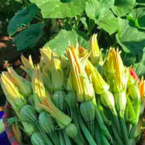 Gói 3gr hạt giống bí thu bông đực