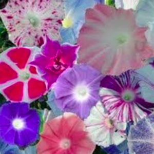 Gói 10 hạt giống dây leo hoa bìm bìm mix sọc Venus