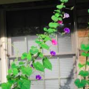 Gói 10 hạt giống dây leo hoa bìm bìm mix sọc Venus